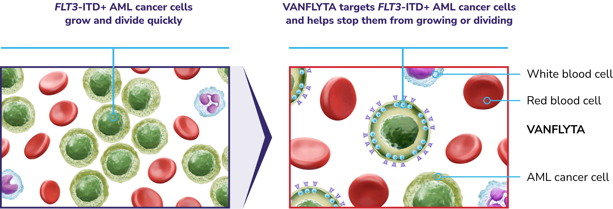 Representation of FLT3-ITD+ AML cancer cells quickly growing and dividing