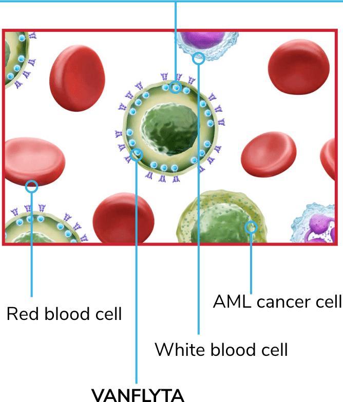 Representation of VANFLYTA targeting FLT3-ITD+ AML cancer cells and helping to stop them from growing
